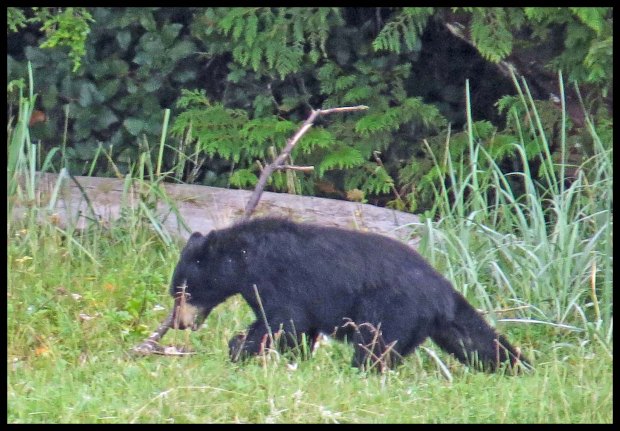 Newcombe2015-56--IMG_1861_edited-1