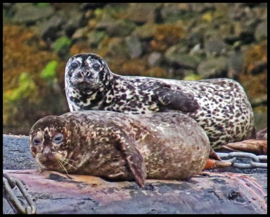 OceanFalls2015-30-IMG_4119_edited-1