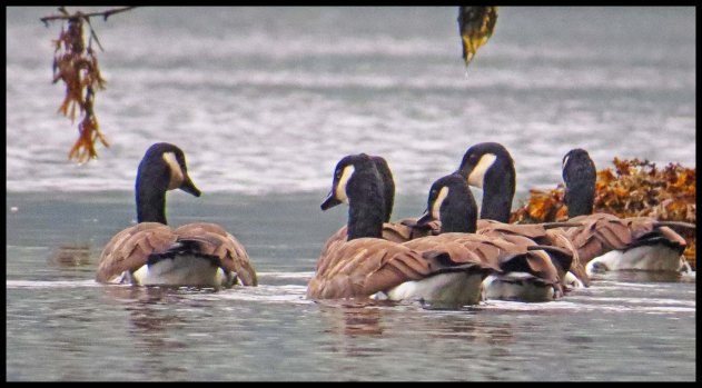 OceanFallsSept2015-1-IMG_4199_edited-1