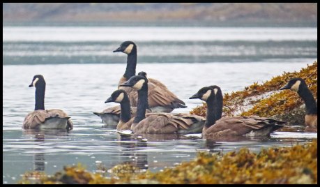 OceanFallsSept2015-12-IMG_4281_edited-1