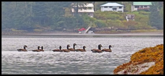 OceanFallsSept2015-13IMG_4285_edited-1