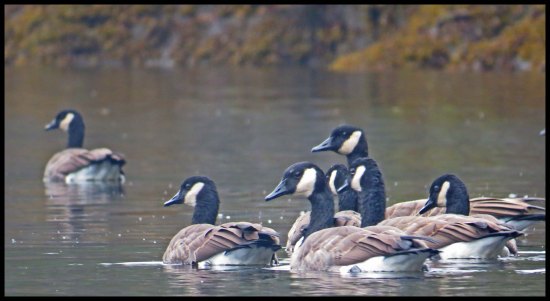 OceanFallsSept2015-15-IMG_4320_edited-1