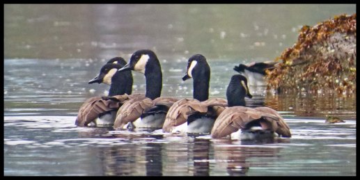 OceanFallsSept2015-18-IMG_4365_edited-1