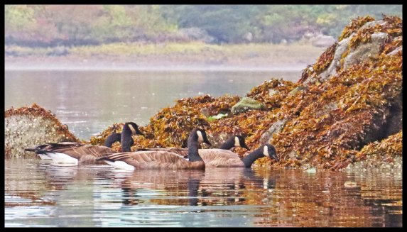 OceanFallsSept2015-19-IMG_4370_edited-1