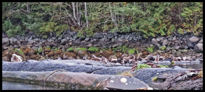 OceanFallsSept2015-1d-IMG_4126_edited-1