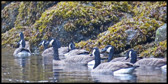 OceanFallsSept2015-20-IMG_4408_edited-1