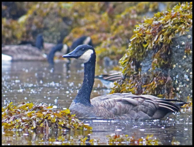 OceanFallsSept2015-22-IMG_4448_edited-1