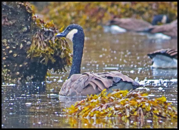 OceanFallsSept2015-23-IMG_4450_edited-1