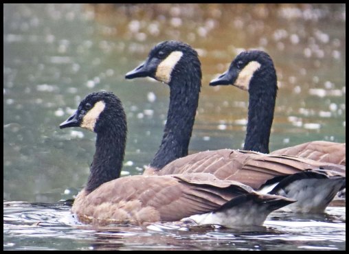 OceanFallsSept2015-23-IMG_4465_edited-1