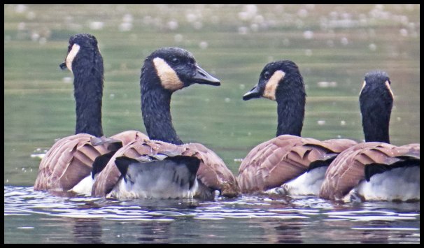 OceanFallsSept2015-25-IMG_4468_edited-1