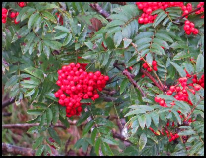 OceanFallsSept2015-36-IMG_4141_edited-1