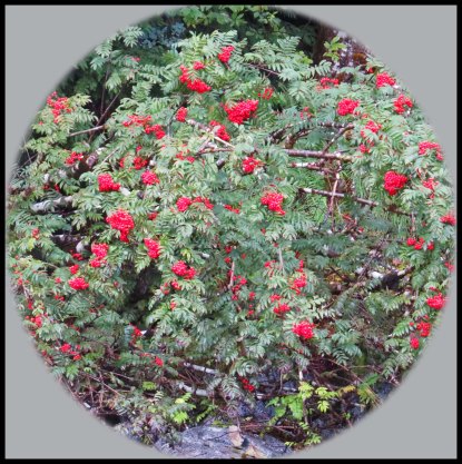 OceanFallsSept2015-36-Untitled-1