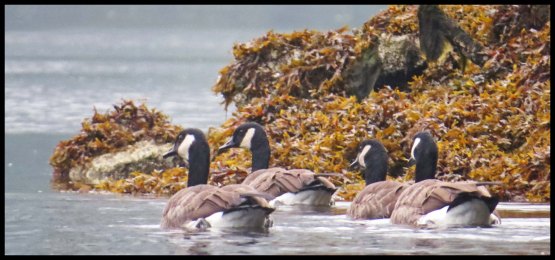 OceanFallsSept2015-5-IMG_4196_edited-1