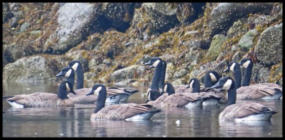 OceanFallsSept2015-8-IMG_4243_edited-1