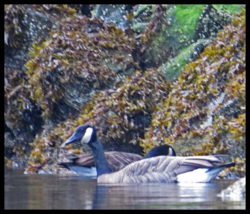 OceanFallsSept2015-IMG_4173_edited-1