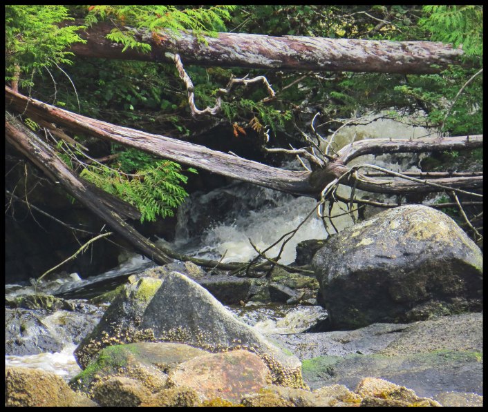 Smither's2015-2-IMG_3167_edited-1