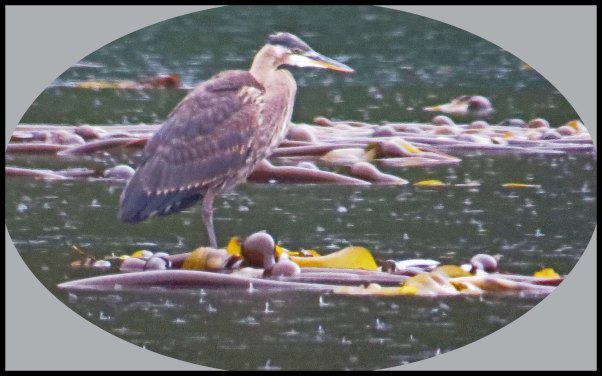 Smither'stoMeyers2015-2