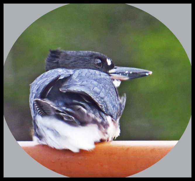 Welcomecharbour2015-68-1