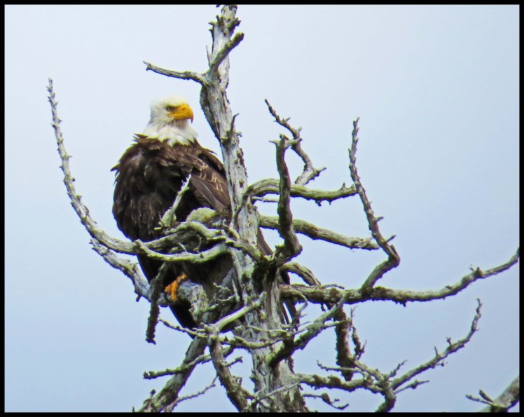 WelcomeHarbour2015-45-IMG_1408_edited-1