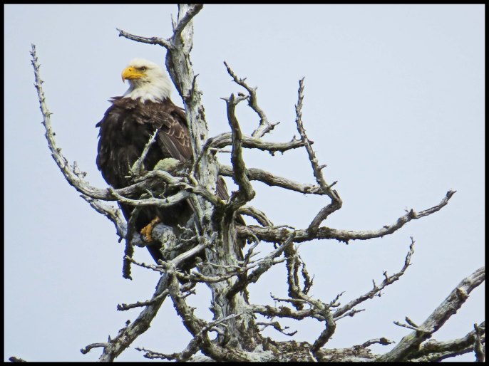 WelcomeHarbour2015-46-IMG_1411_edited-1
