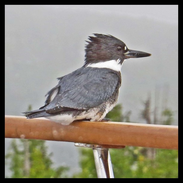 WelcomeHarbour2015-65-IMG_1306_edited-1-1