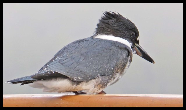 WelcomeHarbour2015-70-IMG_1332_edited-1