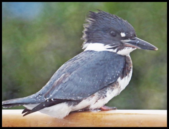 WelcomeHarbour2015-73-IMG_1290_edited-1-1