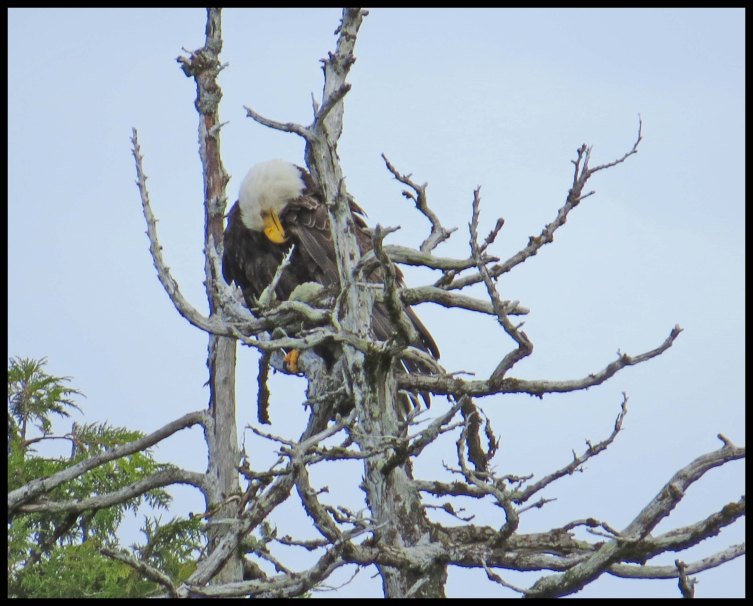 WelcomeHarbur2015-44-IMG_1401_edited-1