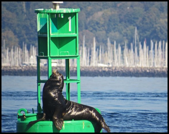 PortMadisontoSeattle-3-IMG_4772_edited-1